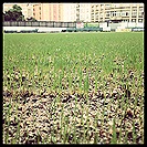 Instagram - Tráva vypadá už jako tráva